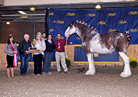 Clydesdales à vendre